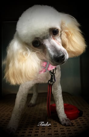 Images 4 Pawz Mobile Spa