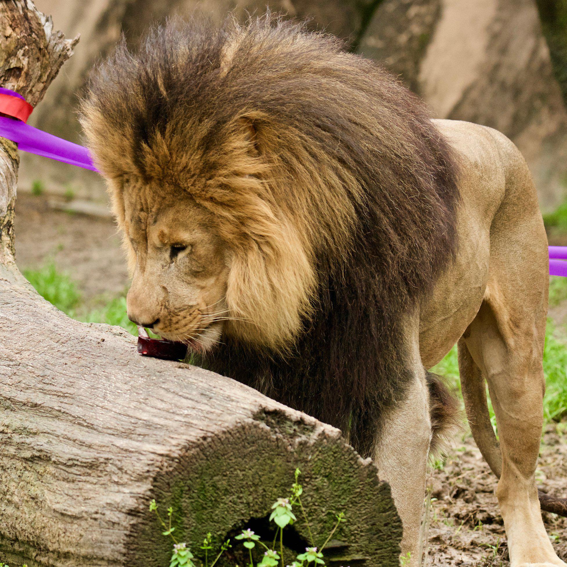 Memphis Zoo Photo