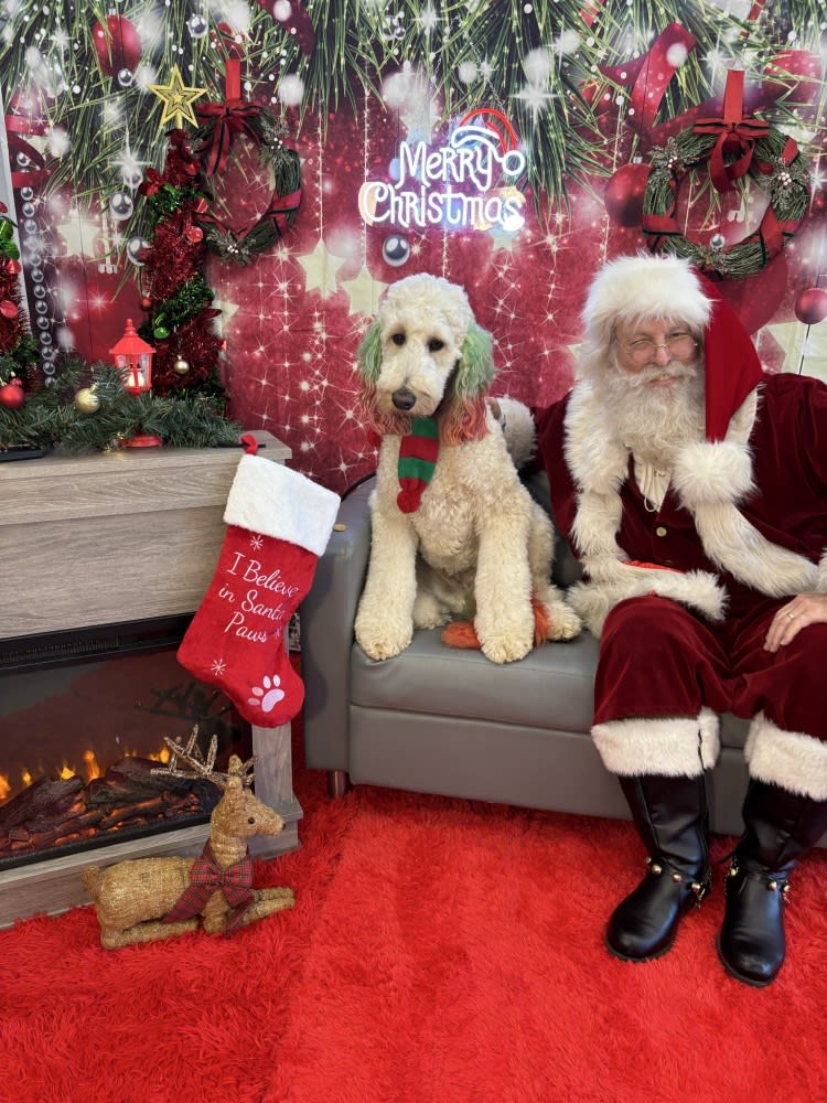 The Dog Stop - Katy Image