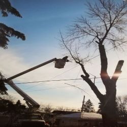 Images Central MN Tree Service