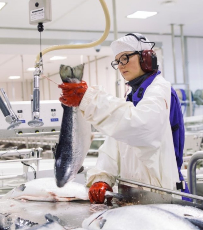 Images HARDANGER SEAFOOD AS