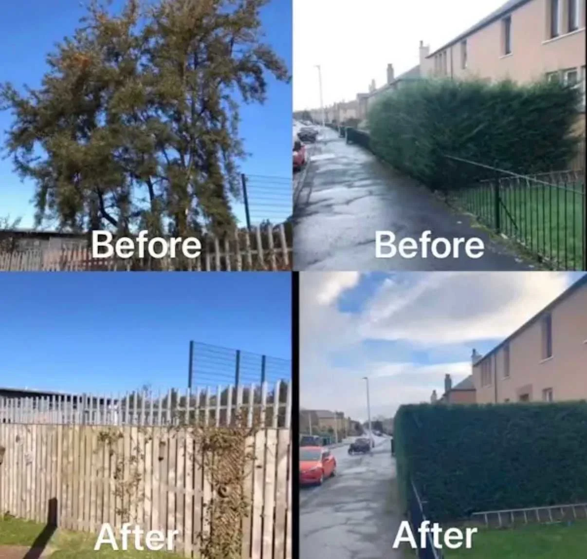 Images Tree Doctors & Landscaping