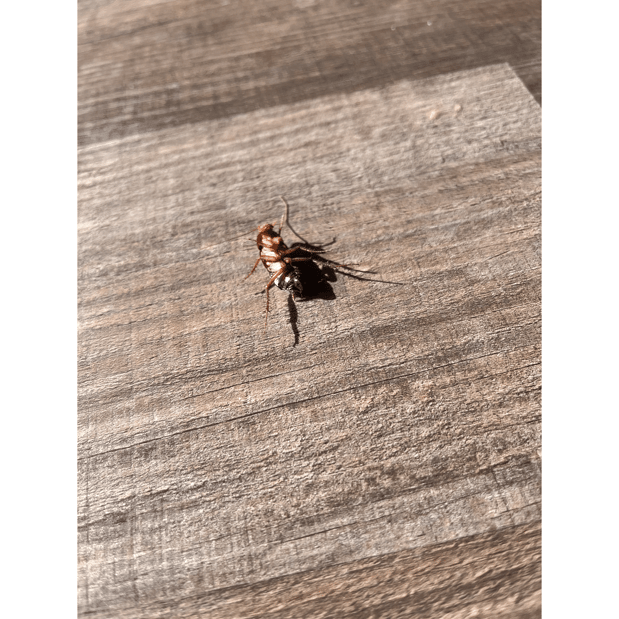 Images Southland Pest Control