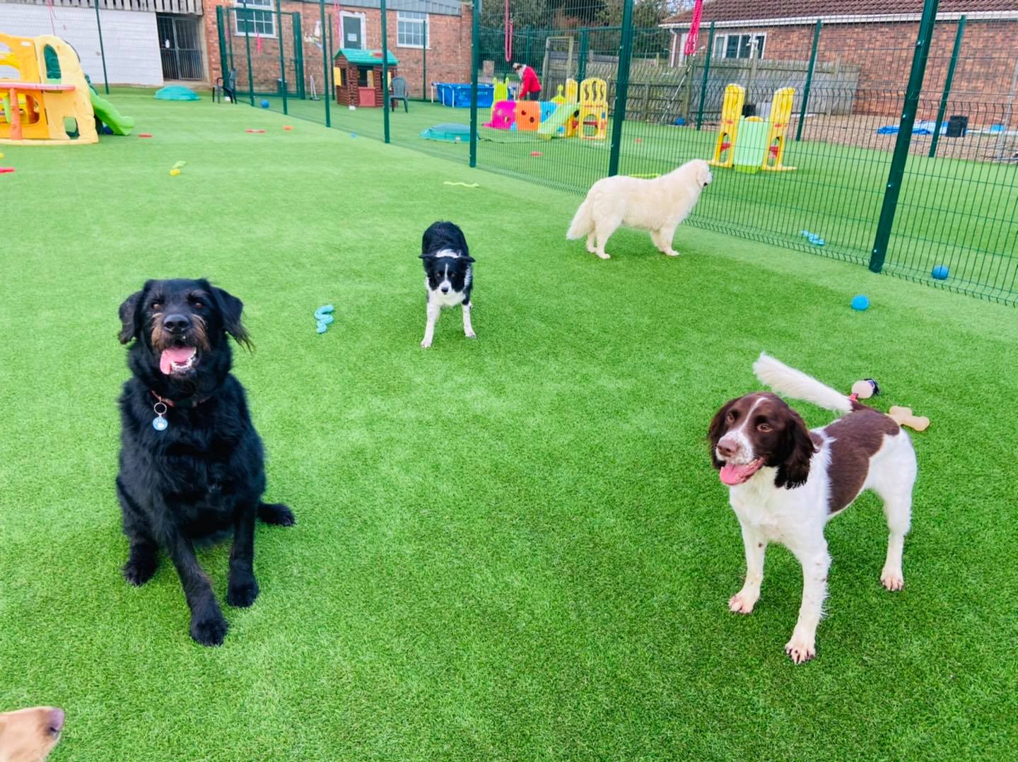 Images Burstwick Doggy Day Care