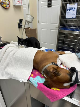 Images White Rose Veterinary Clinic