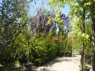 Images Abbate Alessandro Vivai