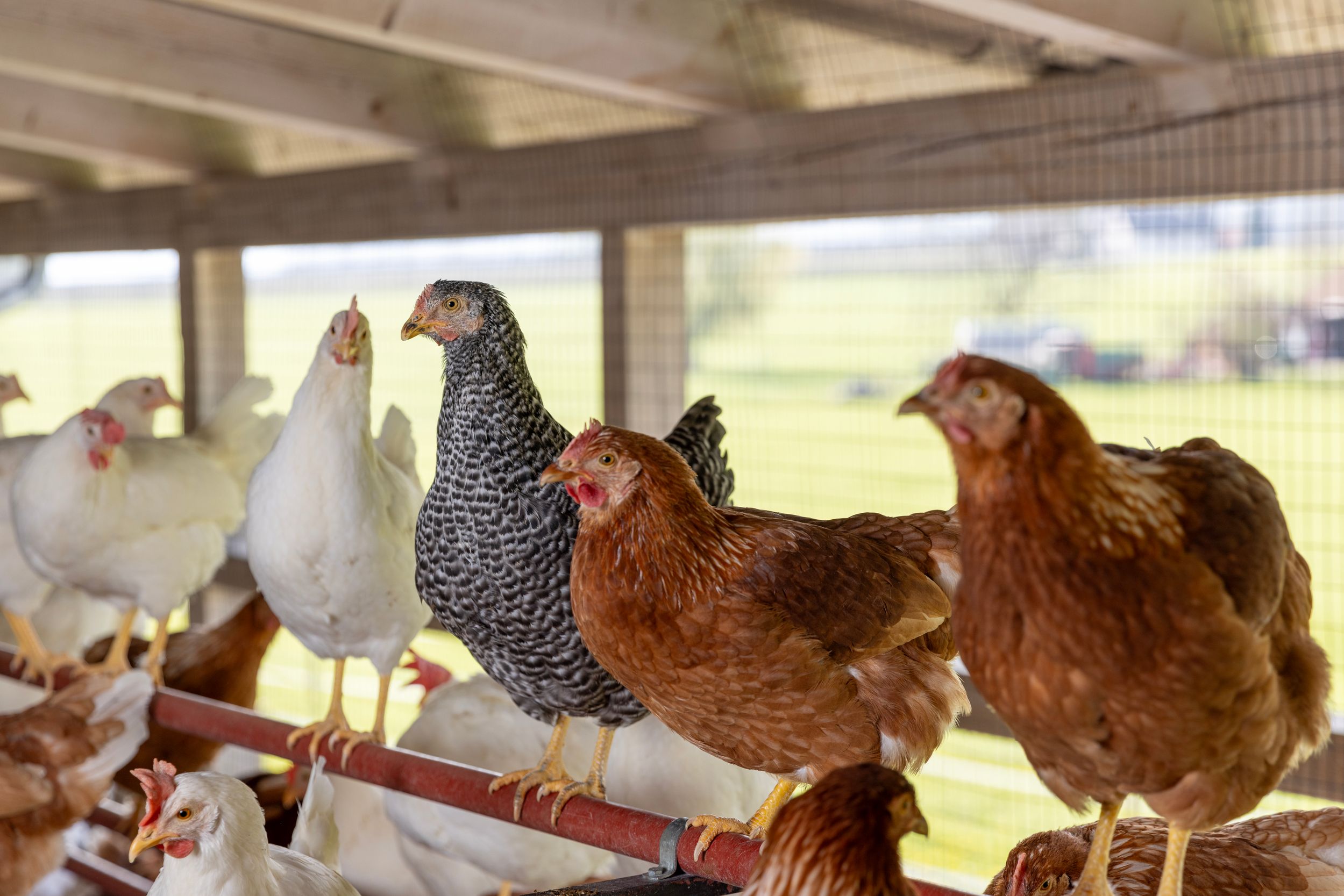 Bilder Soller Junghennen AG