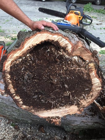Images Gabriel's Landscape & Tree Services Inc.