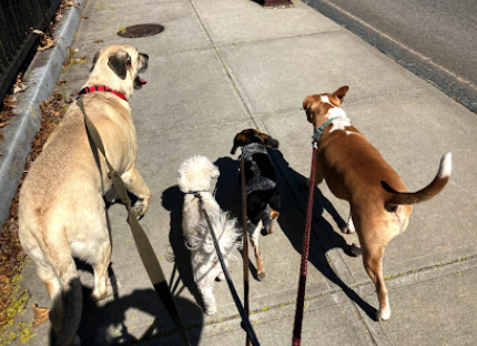 Tails N' Trails Pets, Waukesha County Dog Walker and Pet Sitter in Waukesha, WI.