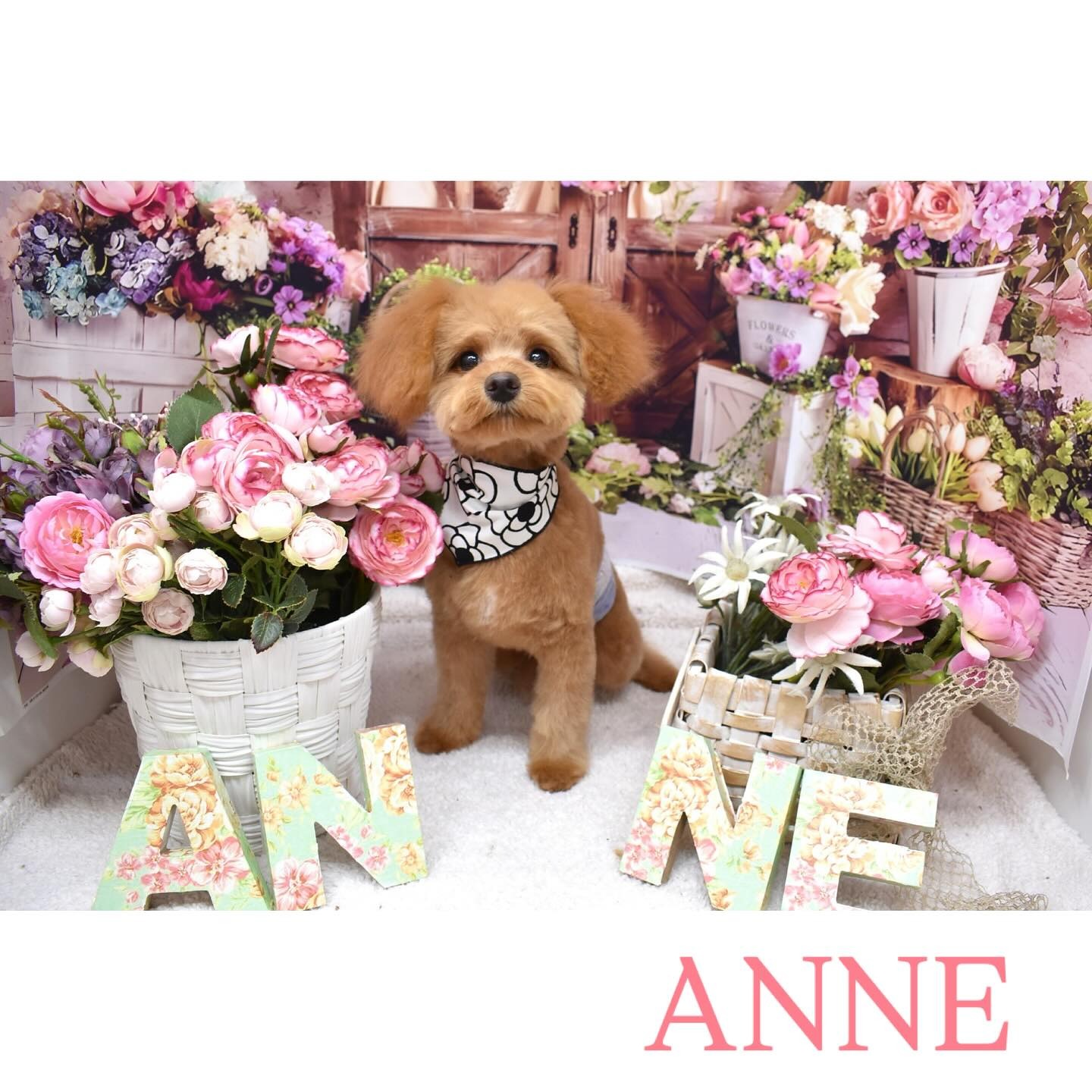 Images わんわんスタイルANNE