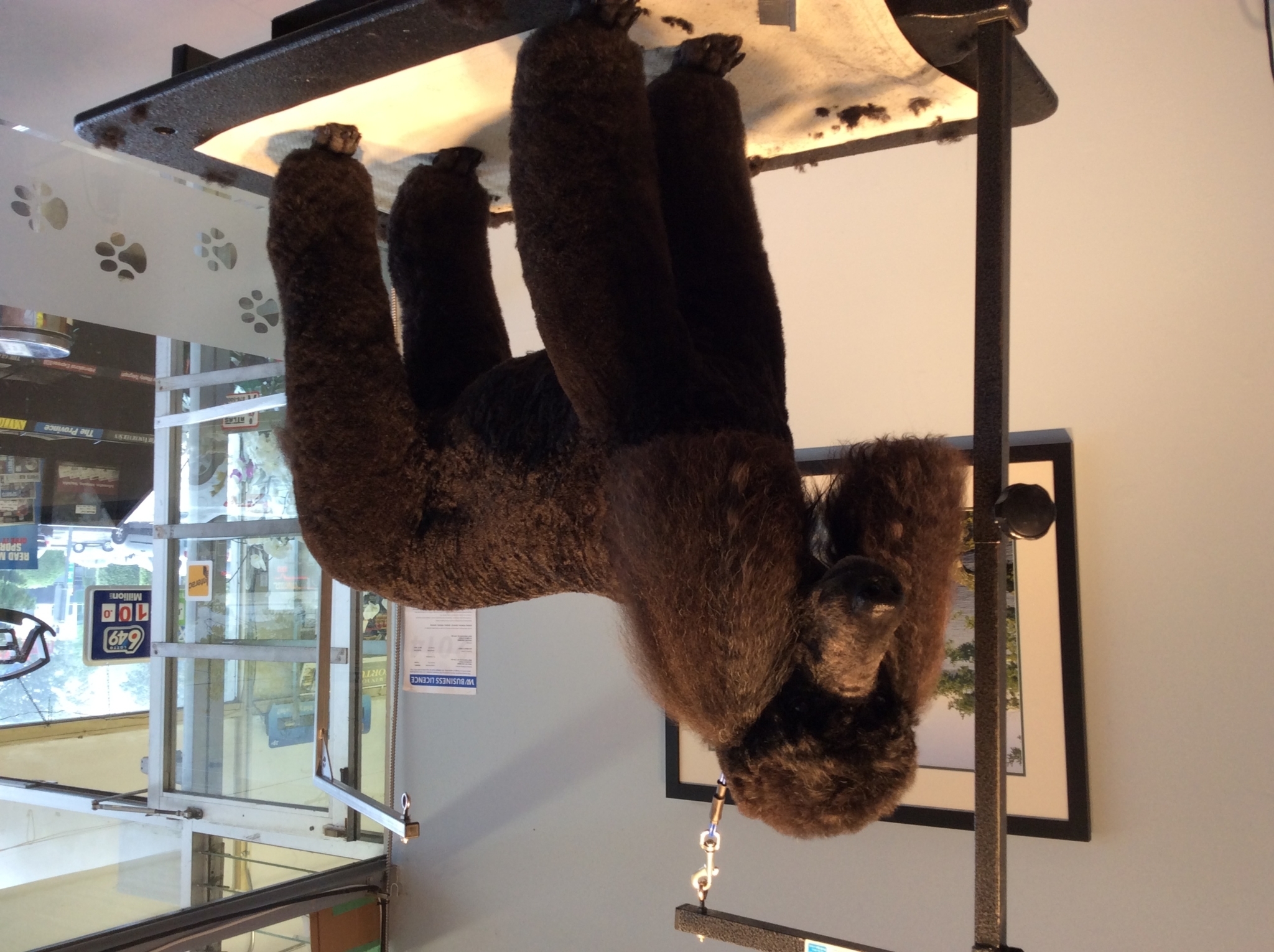 Tina's Pet Grooming, West Vancouver BC Ourbis