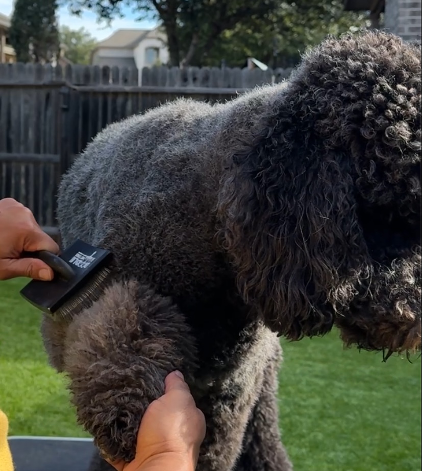Doodle Me This Kingston and Hamilton LLC Image