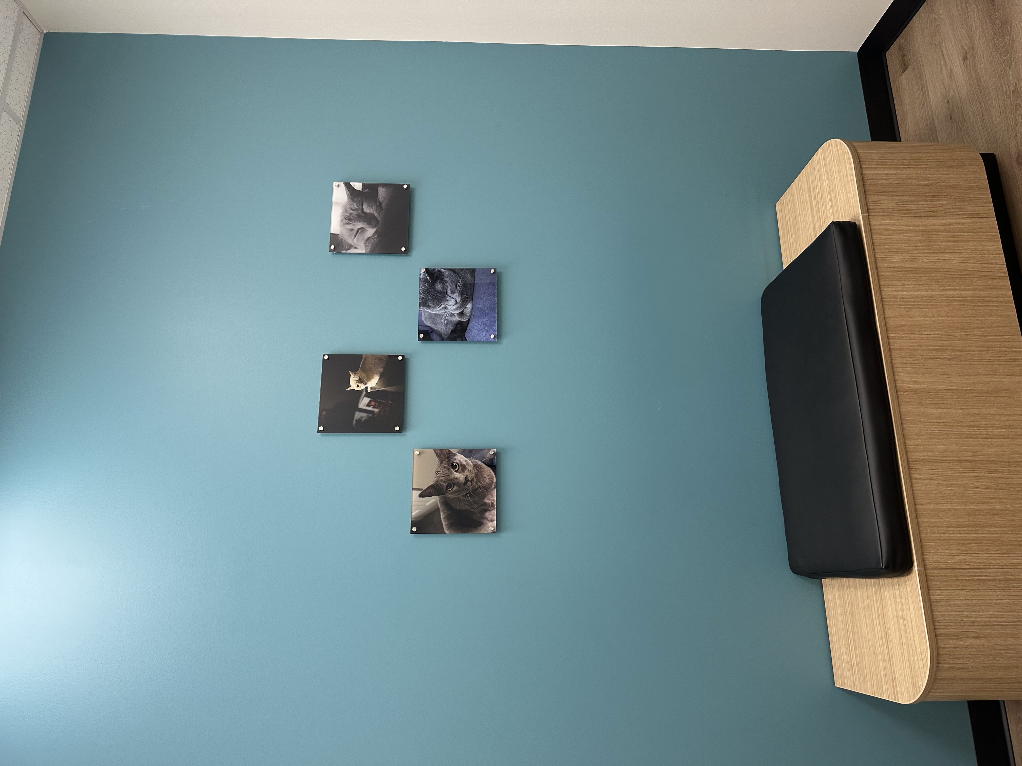 CityVet | Northlake exam room