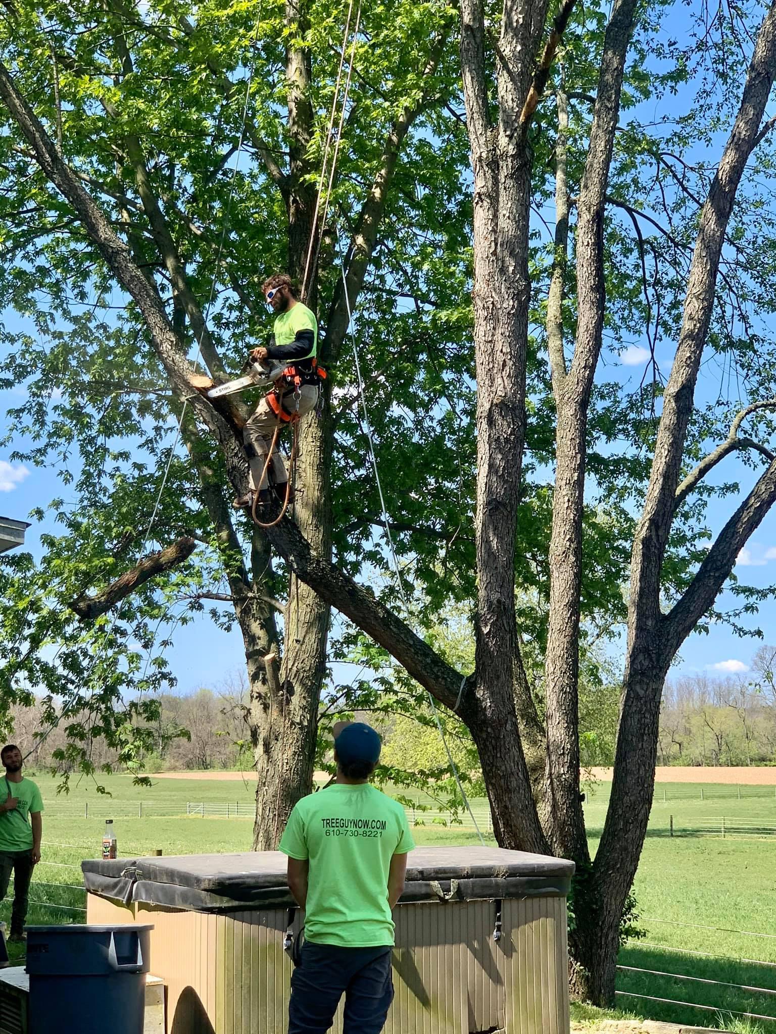 Tree Guy Now Photo