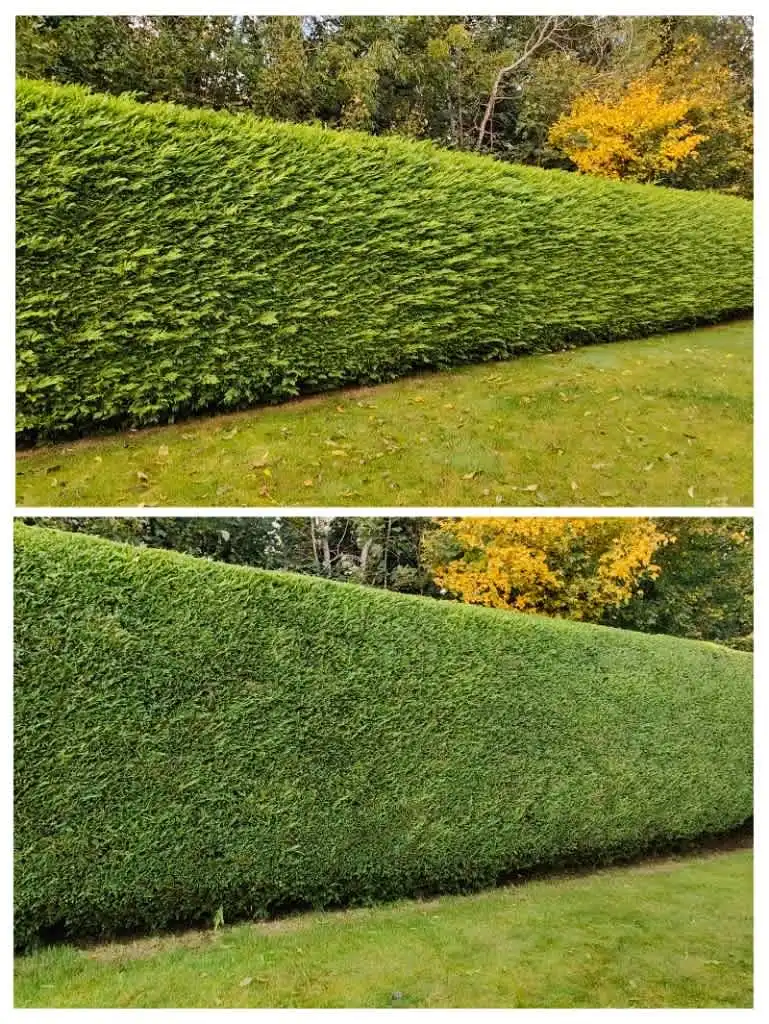 Images Clarke's Garden Care