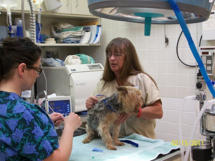 Images VCA All Creatures Animal Hospital