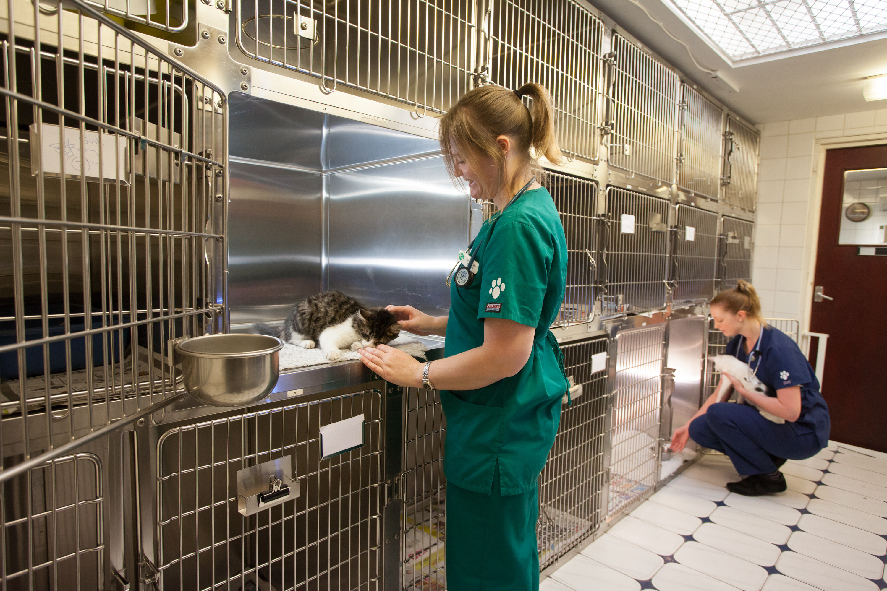 Images Streatham Hill Veterinary Surgery