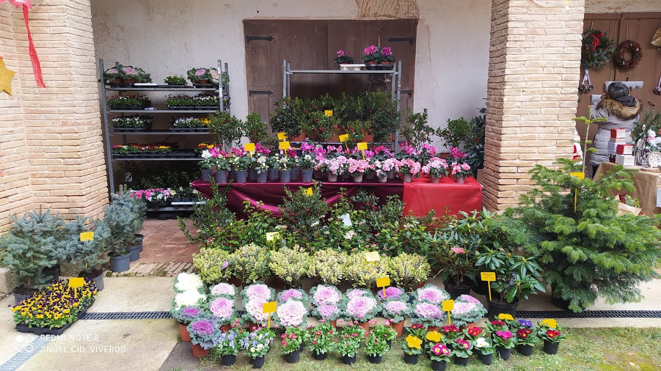 Images Viveros Ángel Cid