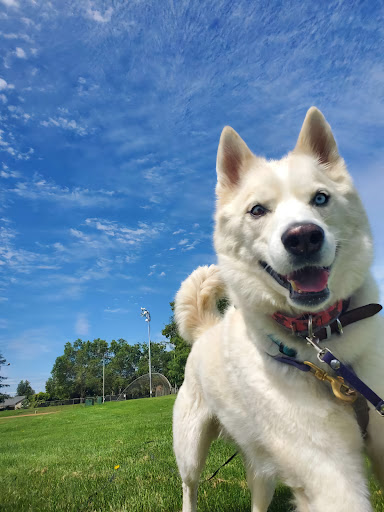 Images WOOF!