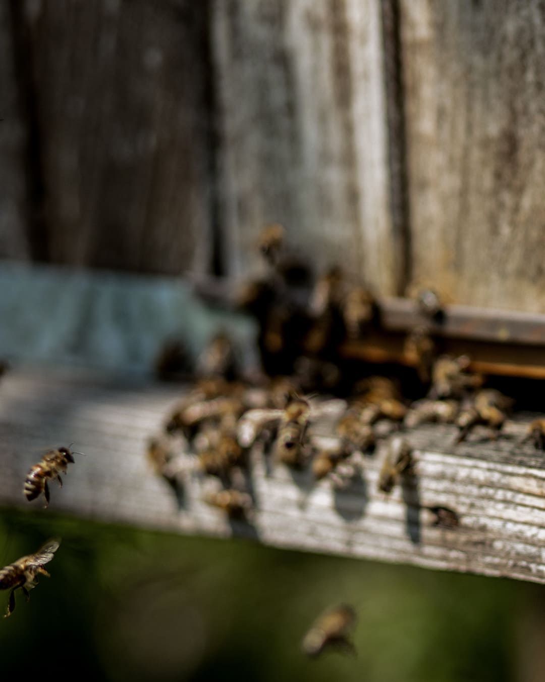 Agapie - Produzent & Lieferant für Bienengift, Gelee Royal, Propolis, Johannesstraße 39-45 in Stuttgart