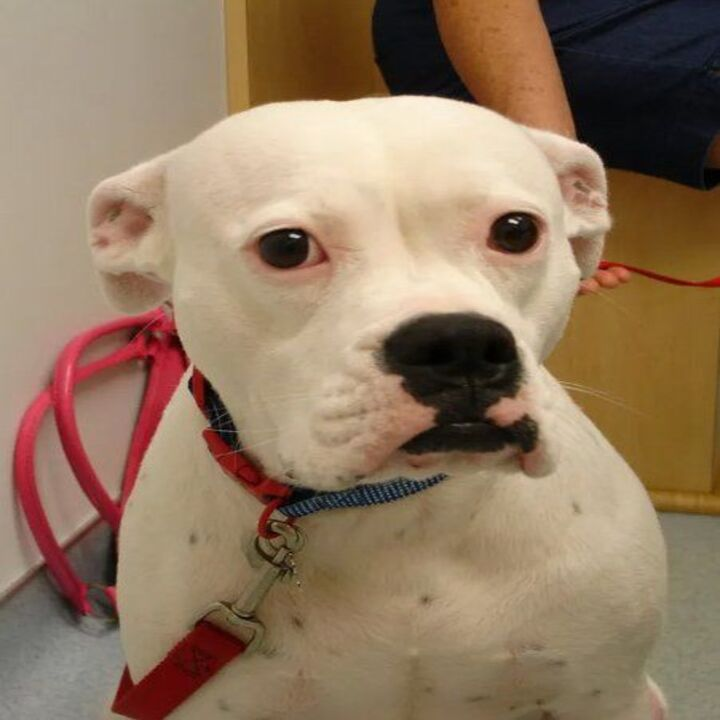 Images Brookwood Animal Hospital