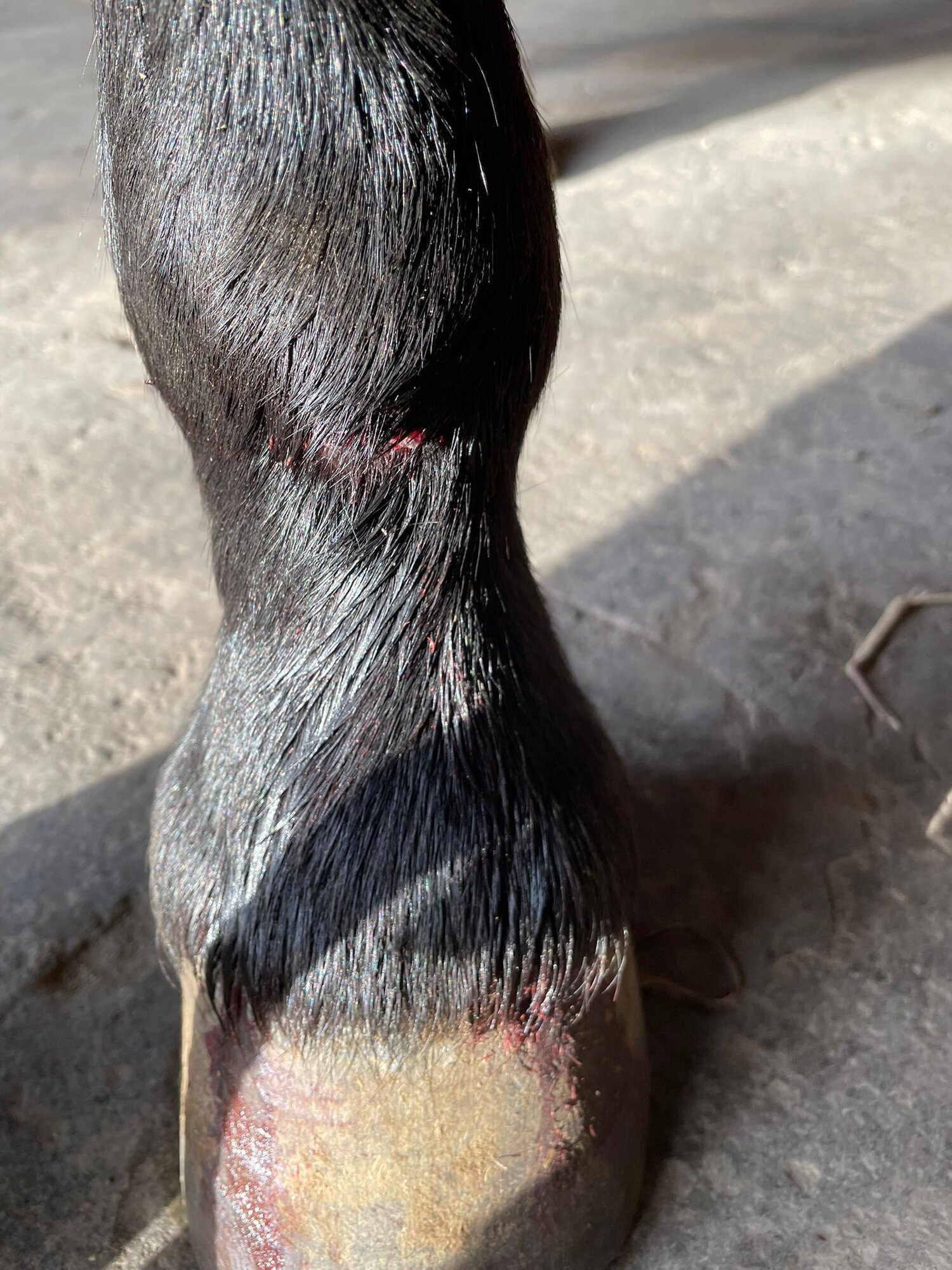 NANO Center CellCare therapie Bioresonanz Daniela Siegmund in Essen