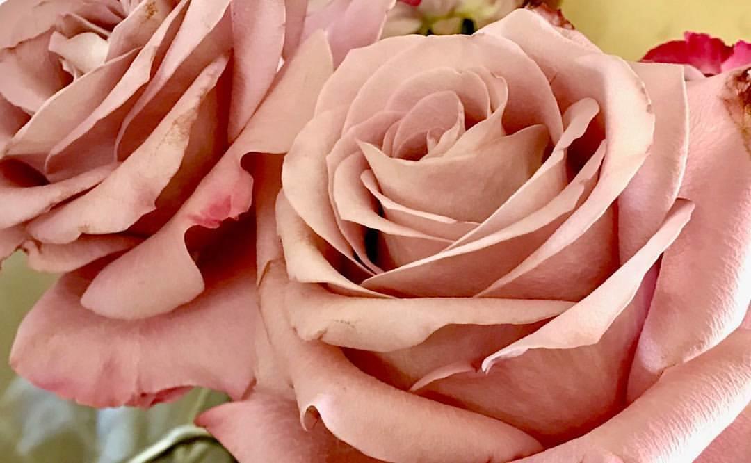 Sunland Roses, Lindenstrasse 20 in Kloten