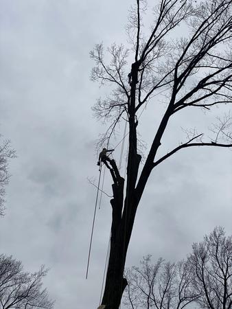 Images Long's Tree Service