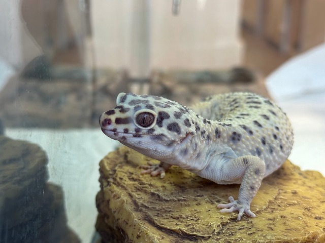 Meet Eleanor, the resident gecko at CityVet | Carmel! She belongs to clinic owner Dr. Stephanie Beeson and is a favorite among the team.