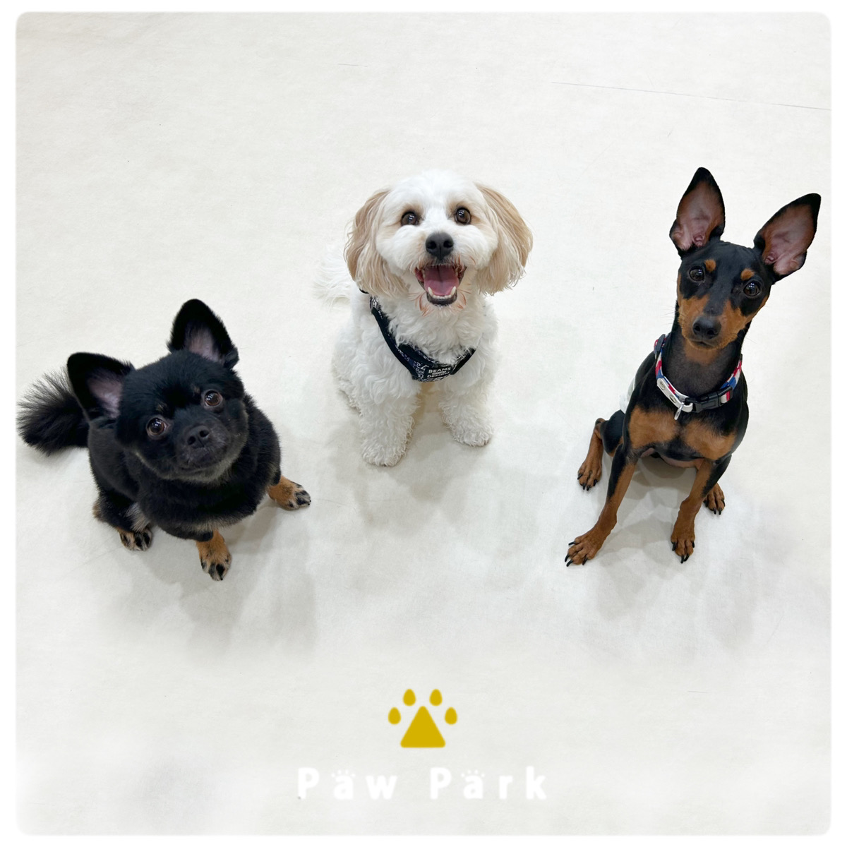Images PawPark 犬のようちえん 高槻店