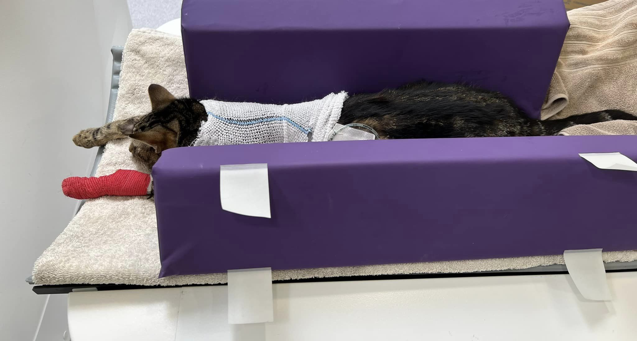 Images Streatham Hill Veterinary Surgery