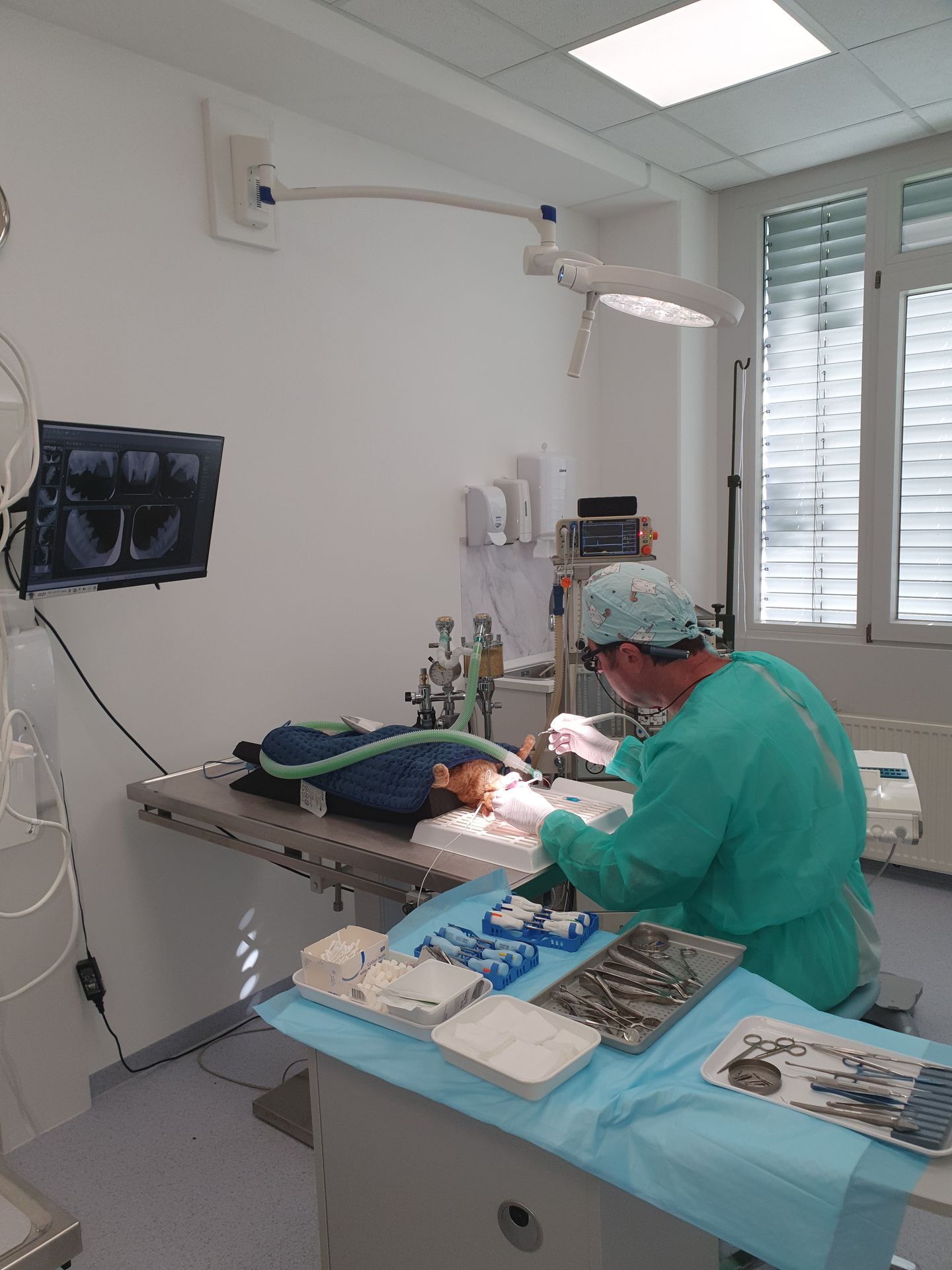 Dr.med.vet. Andre Synilo Tierärztliche Praxis, Dornacher Str. 3 in Feldkirchen