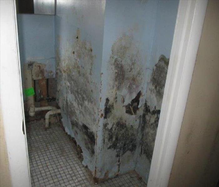 Mold in Summer Home