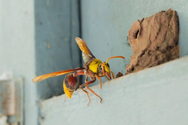 Images Pest Detective MN