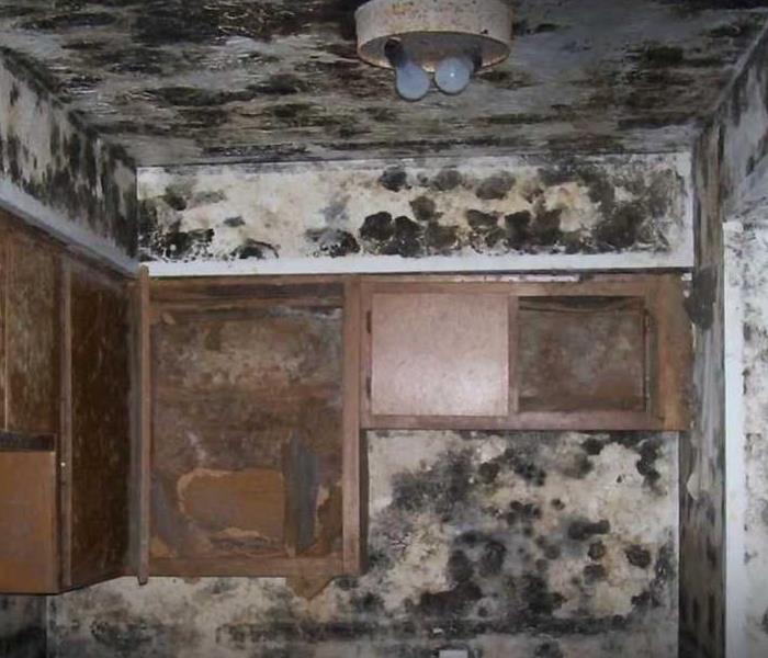 Extreme Case Of Mold