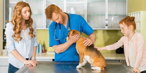 3 of the Most Common Parasites in Household Pets: Insights From a Veterinarian