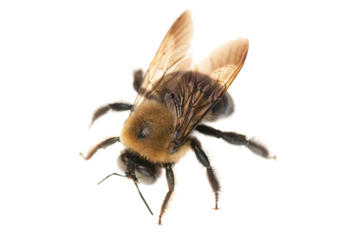 Image 8 | Bee Busters Inc