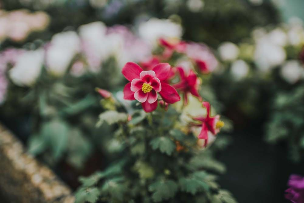 Bilder Blumen Plattner - Blütenflair & Gartenlust
