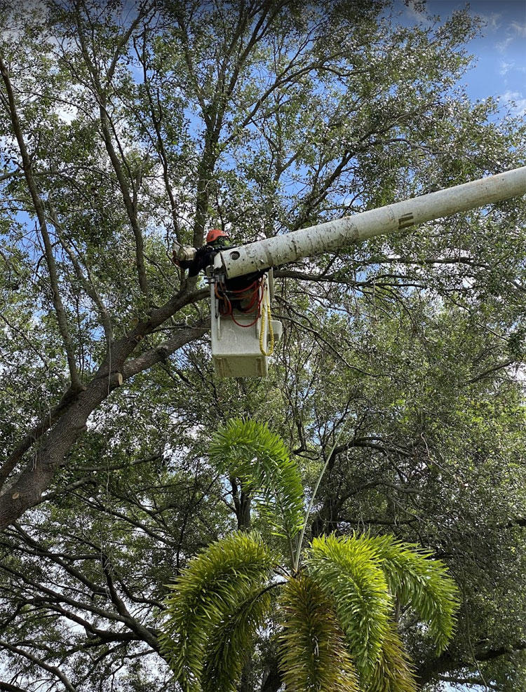 Tree Trimming Service Miami