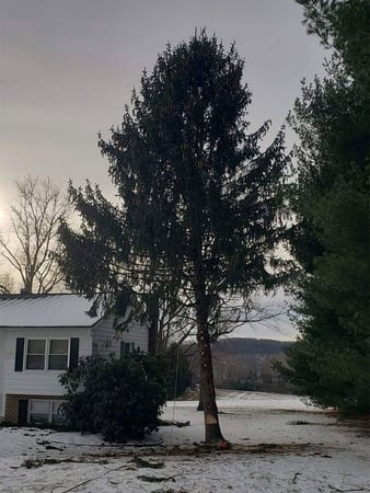 Images Jorge's Tree Service, LLC
