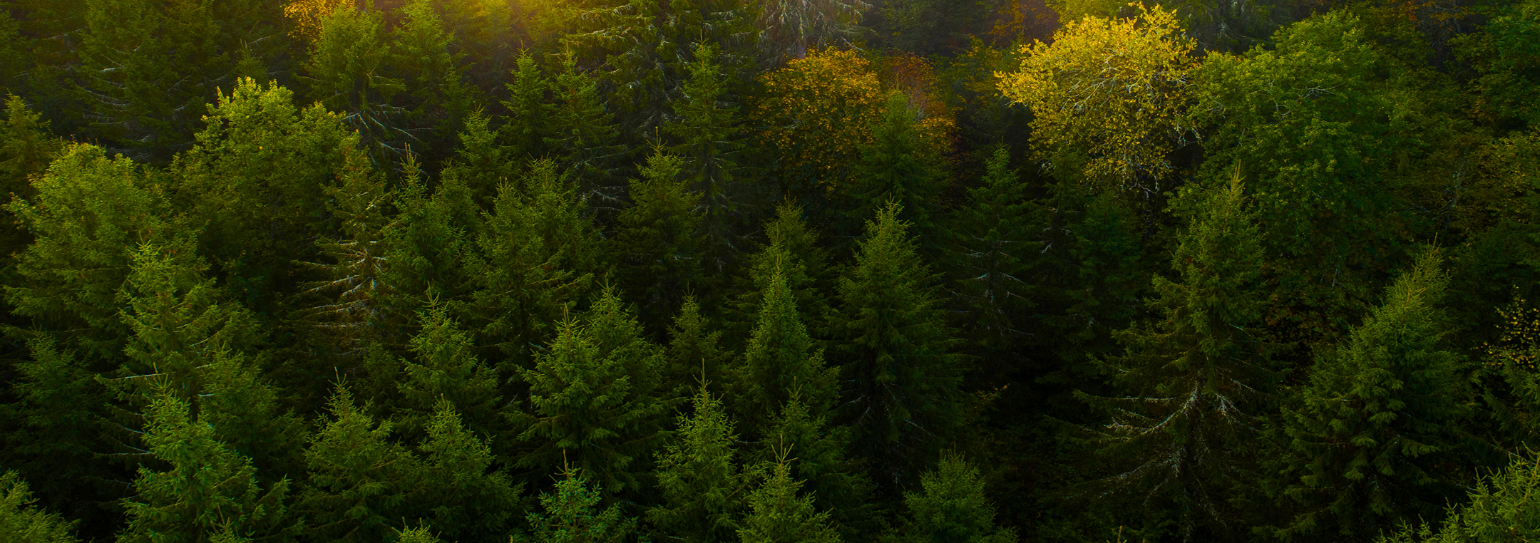 Aerial view of dense forest filled with evergreen trees.