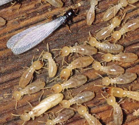 Subterranean Termites