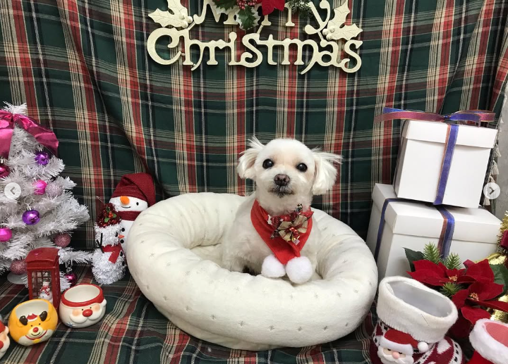 Images ペットショップ 犬の家