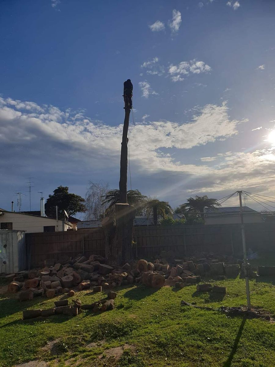 Images Rob's Tree Service