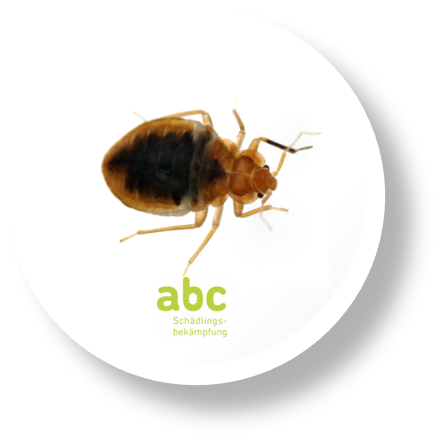 abc- Schädlingsbekämpfung Kammerjäger, Hauptplatz in Schwyz