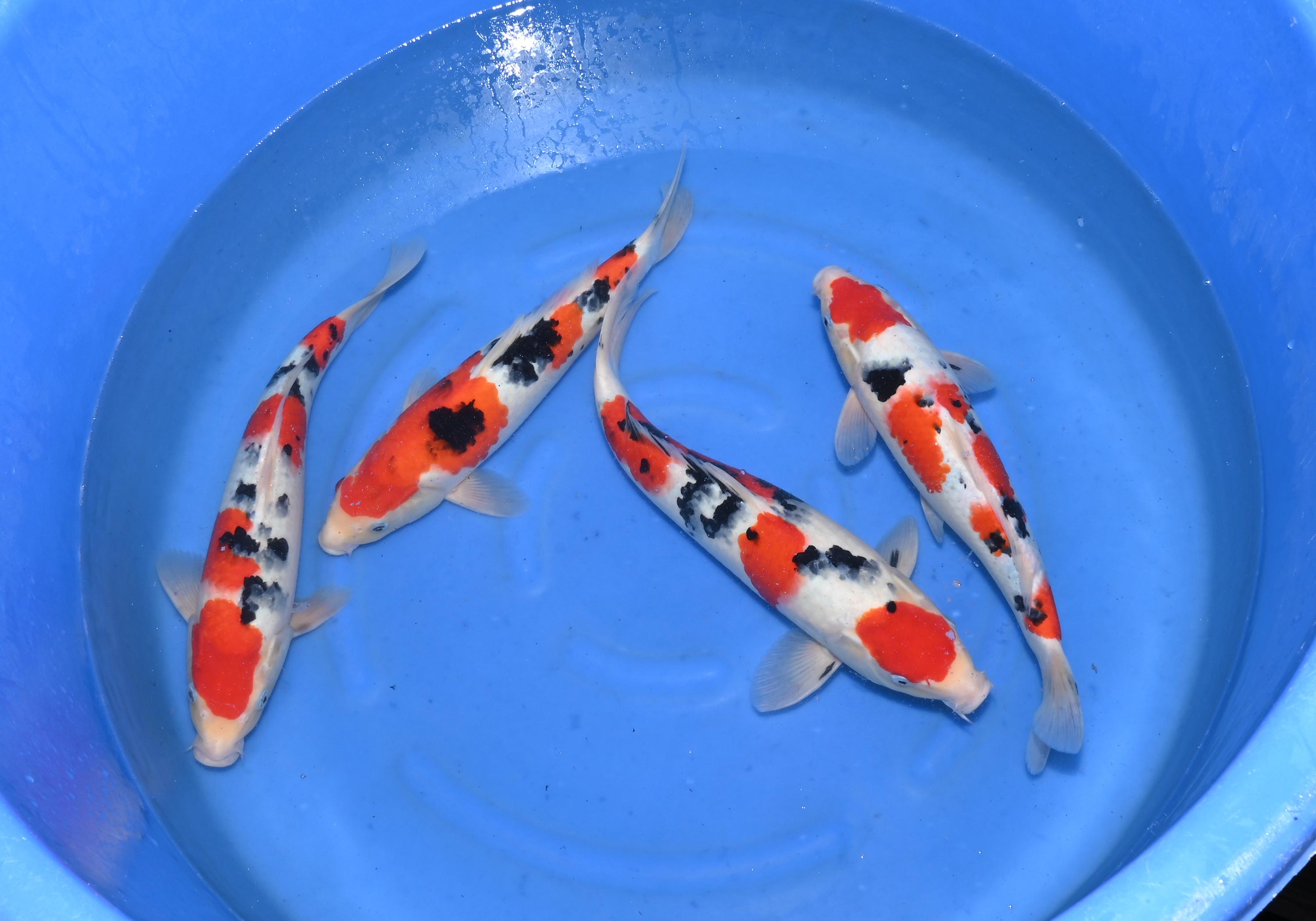 Images JS KOI