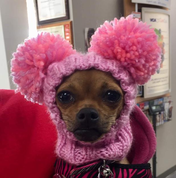 Images VCA Animal Care Hospital