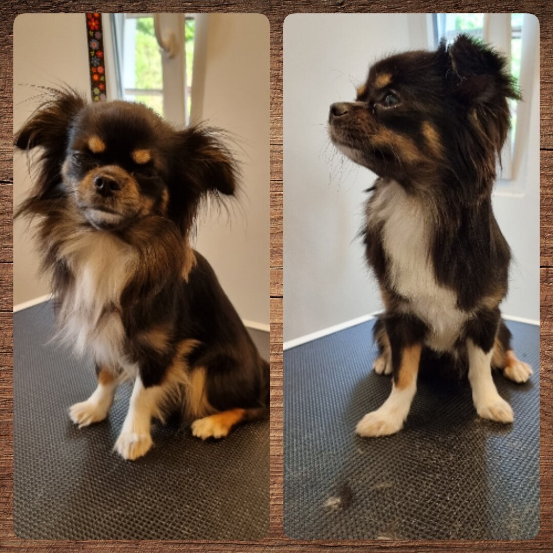Mellys Hundesalon, Böwerweg 14 in Wittbek
