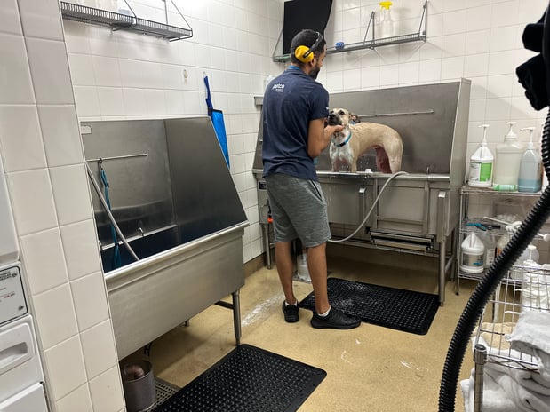 Images Petco Grooming