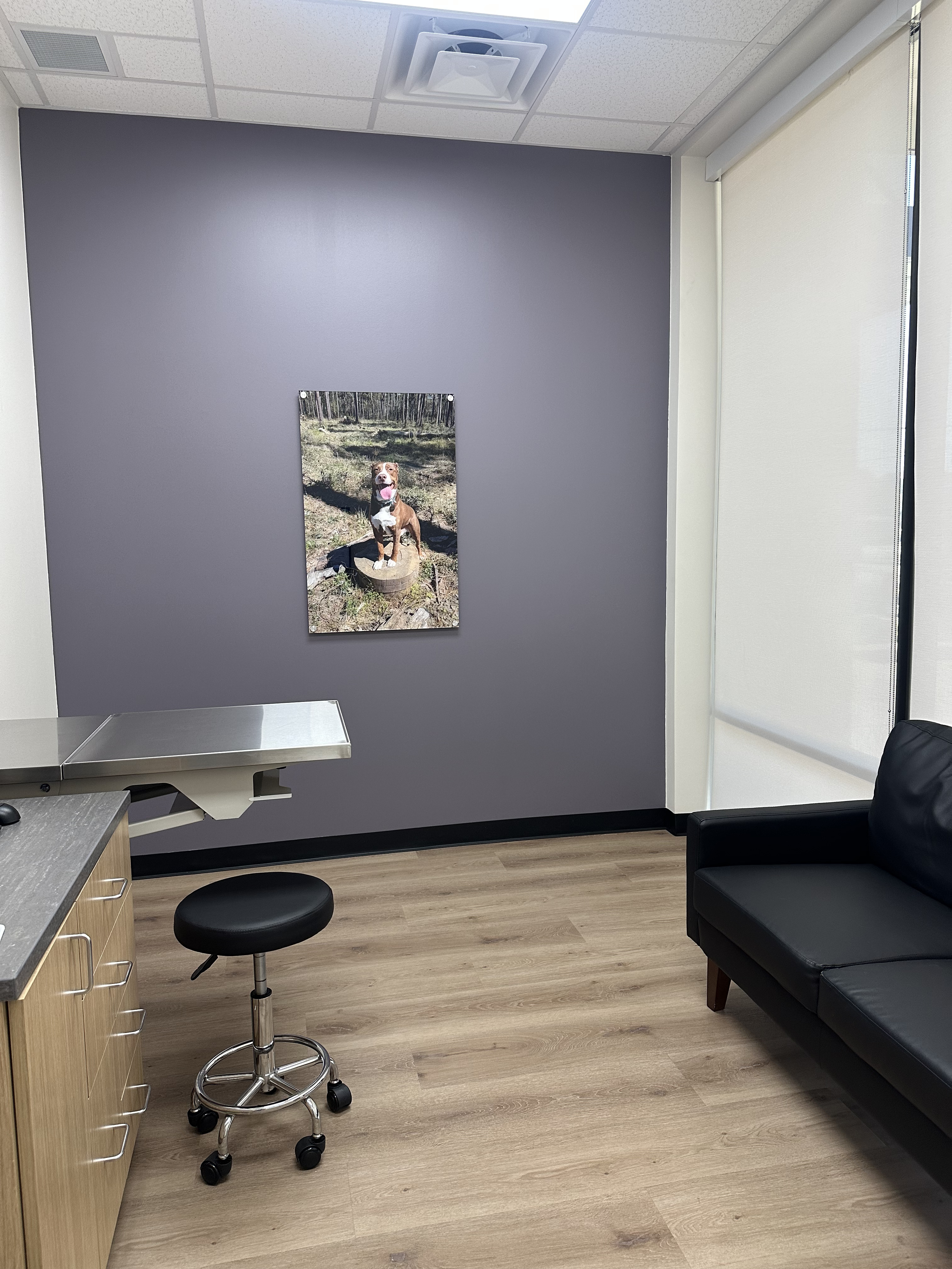 CityVet | Spring Image